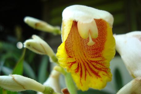 Alpinia zerumbet — photograph 7 of 9