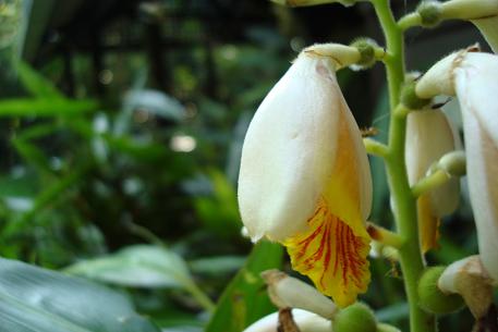 Alpinia zerumbet — photograph 8 of 9