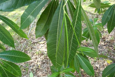 Alstonia macrophylla — photograph 2 of 6