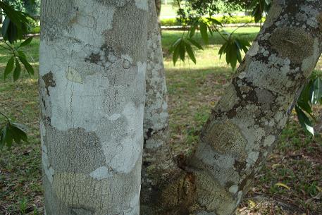 Alstonia macrophylla — photograph 3 of 6