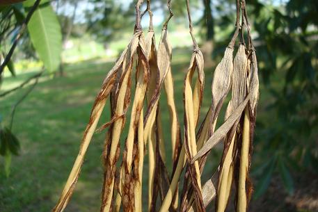 Alstonia macrophylla — photograph 4 of 6