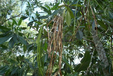 Alstonia macrophylla — photograph 5 of 6