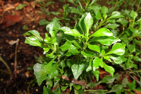 Alternanthera bettzickiana — photograph 2 of 8
