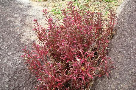 Alternanthera bettzickiana — photograph 3 of 8