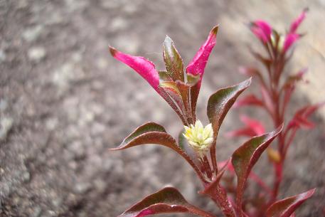 Alternanthera bettzickiana — photograph 4 of 8