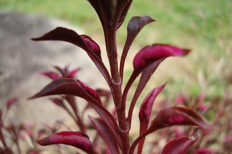 Alternanthera bettzickiana — photograph 5 of 8