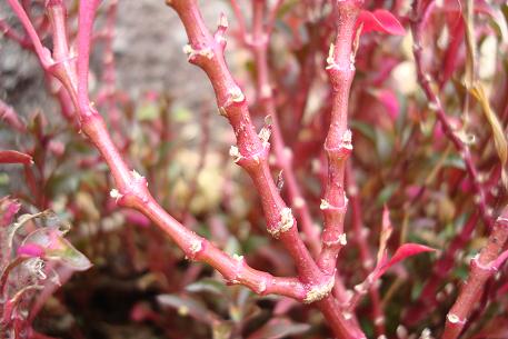 Alternanthera bettzickiana — photograph 6 of 8