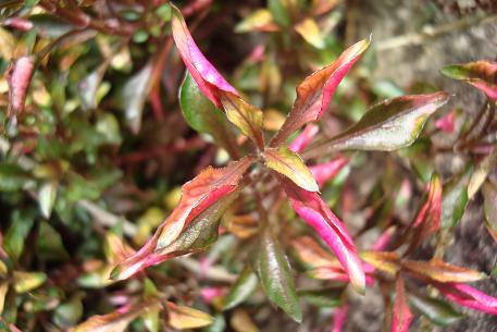Alternanthera bettzickiana — photograph 7 of 8