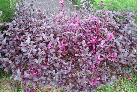 Alternanthera brasiliana — photograph 2 of 7