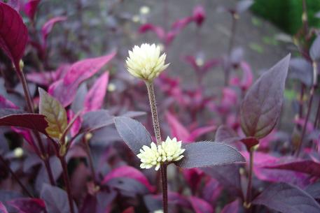 Alternanthera brasiliana — photograph 3 of 7