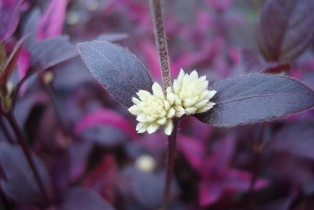 Alternanthera brasiliana — photograph 4 of 7