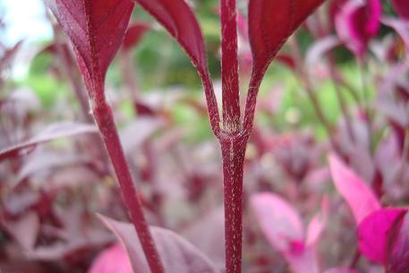 Alternanthera brasiliana — photograph 5 of 7