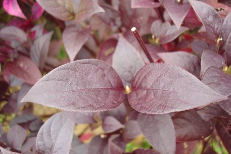 Alternanthera brasiliana — photograph 6 of 7