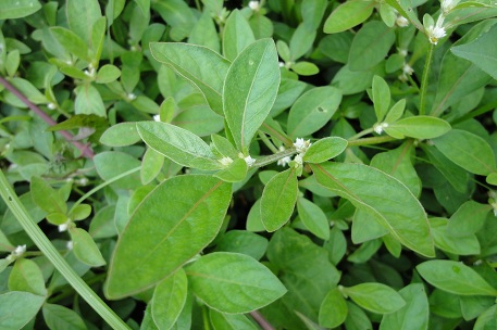 Alternanthera paronychioides — photograph 2 of 7