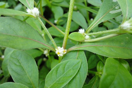 Alternanthera paronychioides — photograph 3 of 7