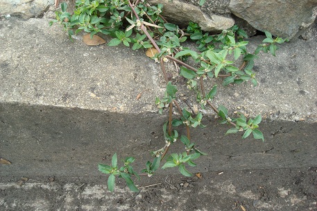 Alternanthera paronychioides — photograph 4 of 7