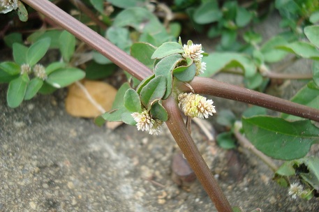 Alternanthera paronychioides — photograph 5 of 7
