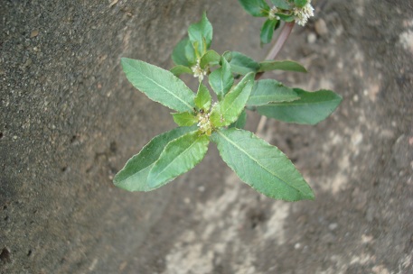 Alternanthera paronychioides — photograph 6 of 7