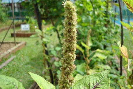 Amaranthus dubius — photograph 2 of 9