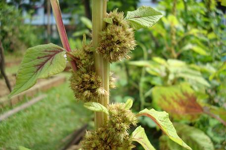 Amaranthus dubius — photograph 3 of 9