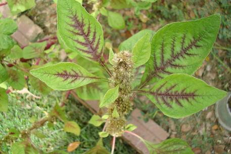 Amaranthus dubius — photograph 4 of 9
