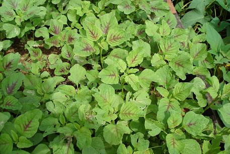 Amaranthus dubius — photograph 5 of 9