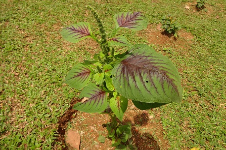 Amaranthus dubius — photograph 6 of 9