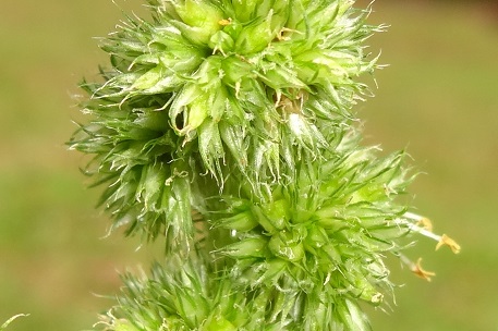 Amaranthus dubius — photograph 7 of 9