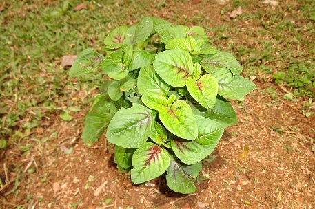 Amaranthus dubius — photograph 8 of 9