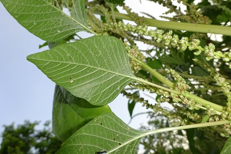 Amaranthus retroflexus — photograph 2 of 8