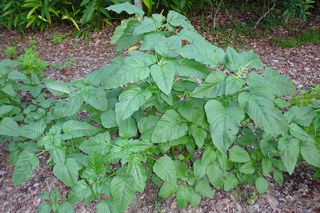 Amaranthus retroflexus — photograph 3 of 8