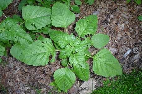 Amaranthus retroflexus — photograph 5 of 8