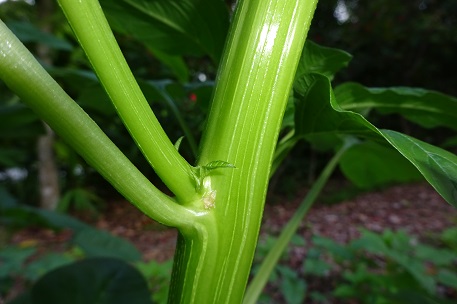 Amaranthus retroflexus — photograph 6 of 8