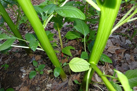 Amaranthus retroflexus — photograph 7 of 8