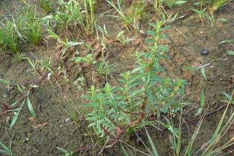 Ammannia baccifera — photograph 2 of 5