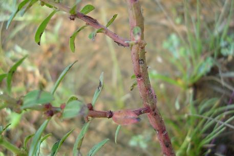 Ammannia baccifera — photograph 3 of 5