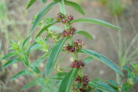 Ammannia baccifera — photograph 4 of 5