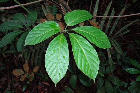 Ampelocissus polystachya — photograph 2 of 7
