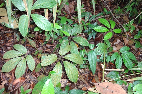 Ampelocissus polystachya — photograph 3 of 7