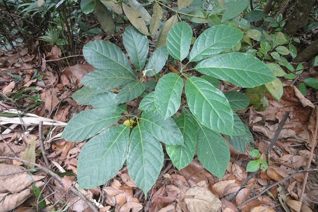 Ampelocissus polystachya — photograph 4 of 7