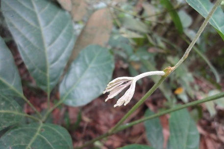 Ampelocissus polystachya — photograph 5 of 7