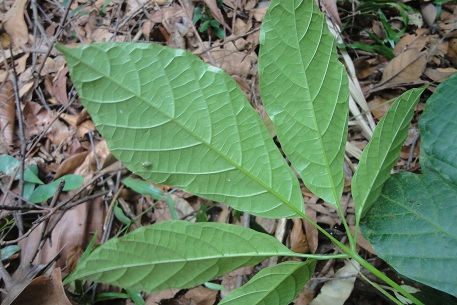 Ampelocissus polystachya — photograph 6 of 7