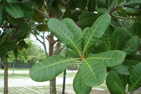Anacardium occidentale — photograph 2 of 7