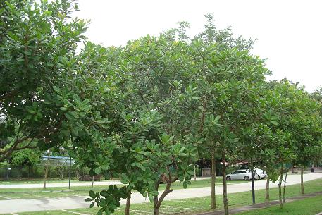 Anacardium occidentale — photograph 3 of 7