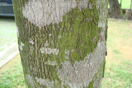 Anacardium occidentale — photograph 4 of 7