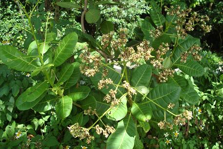 Anacardium occidentale — photograph 5 of 7