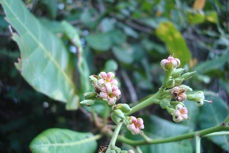 Anacardium occidentale — photograph 6 of 7