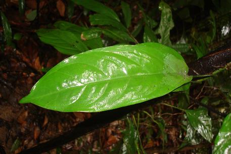 Anadendrum latifolium — photograph 4 of 9