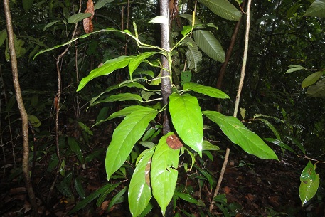 Anadendrum latifolium — photograph 5 of 9