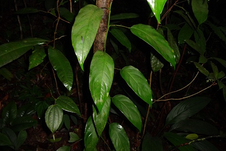 Anadendrum latifolium — photograph 6 of 9